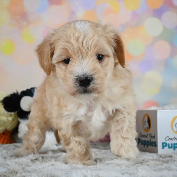 F1 Maltipoo Puppy for Sale