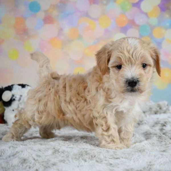 F1 Maltipoo Puppy for Sale