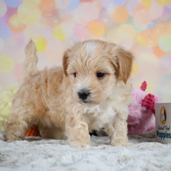 F1 Maltipoo Puppy for Sale