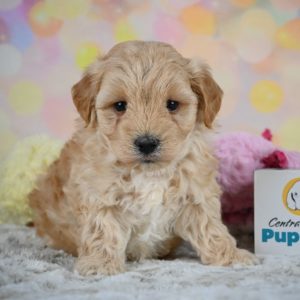 F1 Maltipoo Puppy for Sale