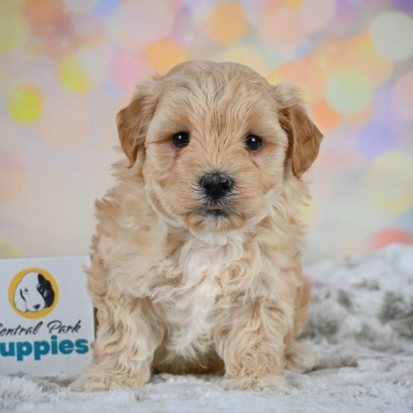 F1 Maltipoo Puppy for Sale