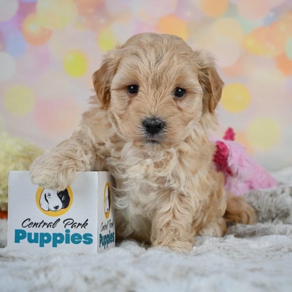 F1 Maltipoo Puppy for Sale