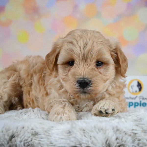 F1 Maltipoo Puppy for Sale