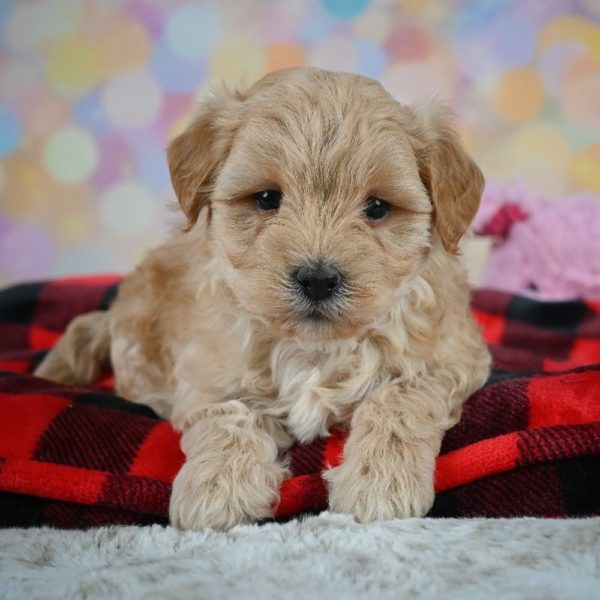 F1 Maltipoo Puppy for Sale