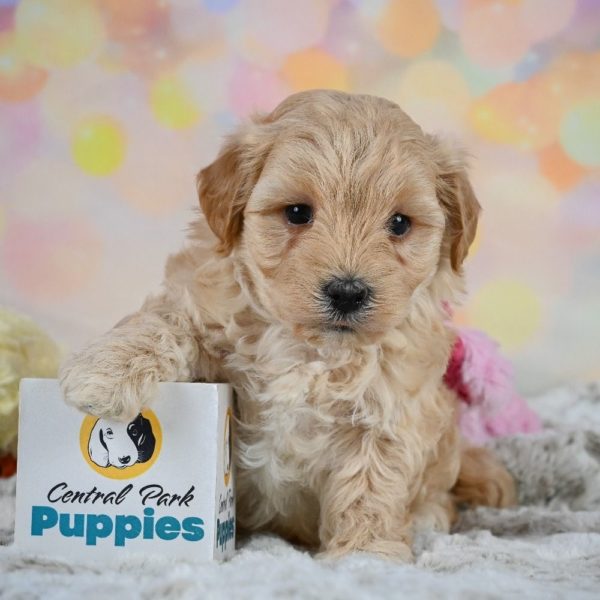 F1 Maltipoo Puppy for Sale