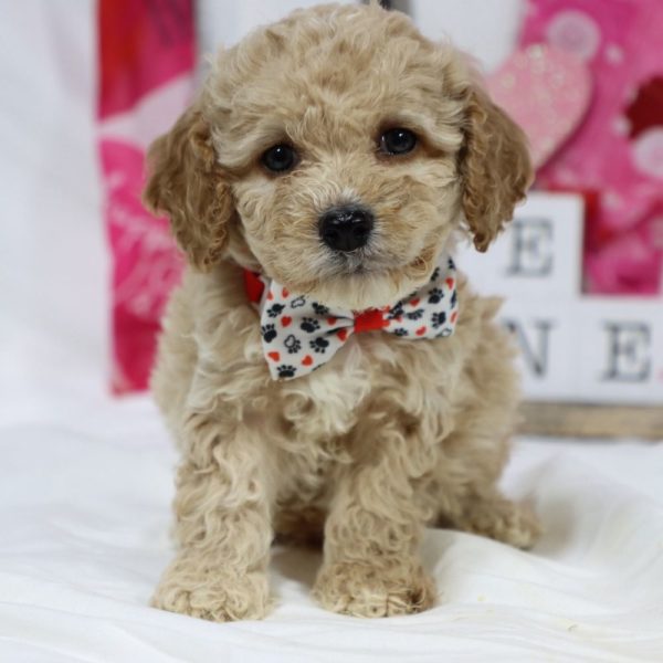 F1b Cockapoo Puppy for Sale