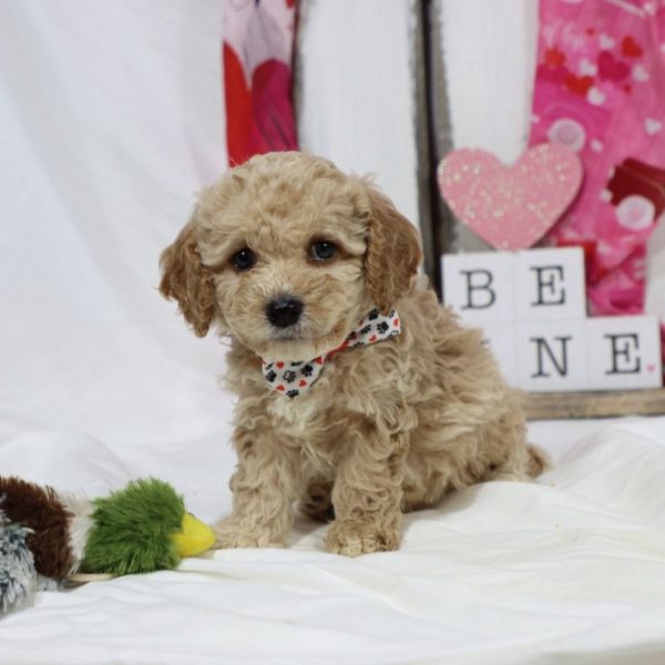 F1b Cockapoo Puppy for Sale