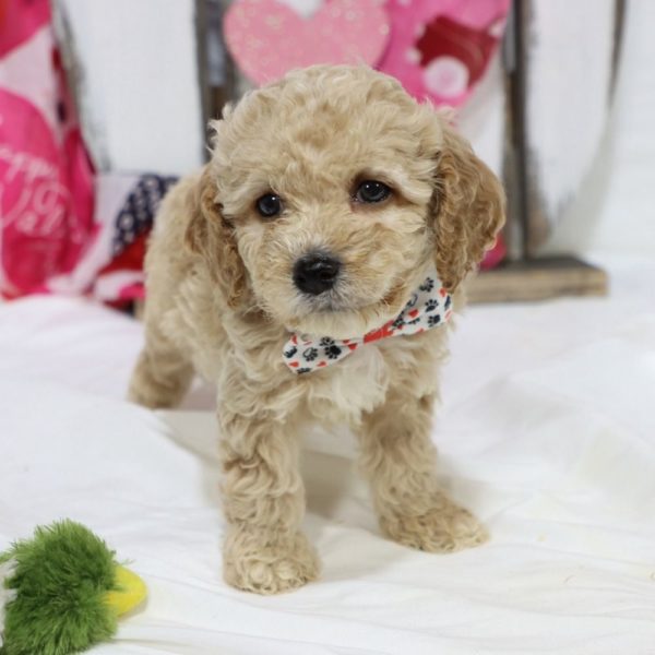 F1b Cockapoo Puppy for Sale