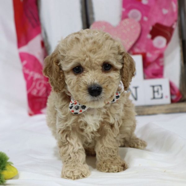 F1b Cockapoo Puppy for Sale