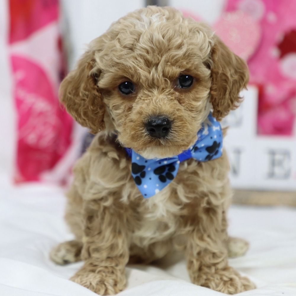 F1b Cockapoo Puppy for Sale in NYC