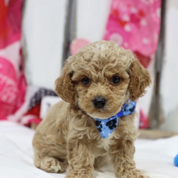 F1b Cockapoo Puppy for Sale