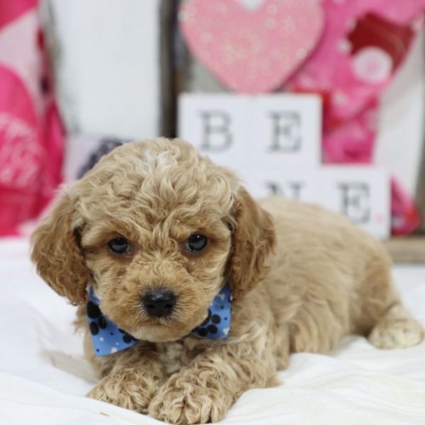 F1b Cockapoo Puppy for Sale