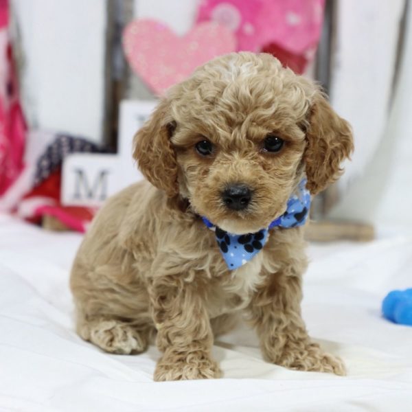 F1b Cockapoo Puppy for Sale