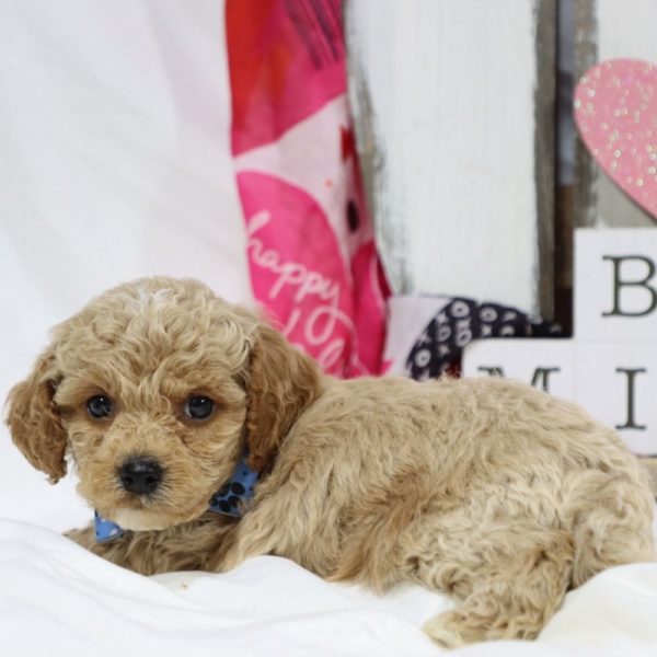 F1b Cockapoo Puppy for Sale