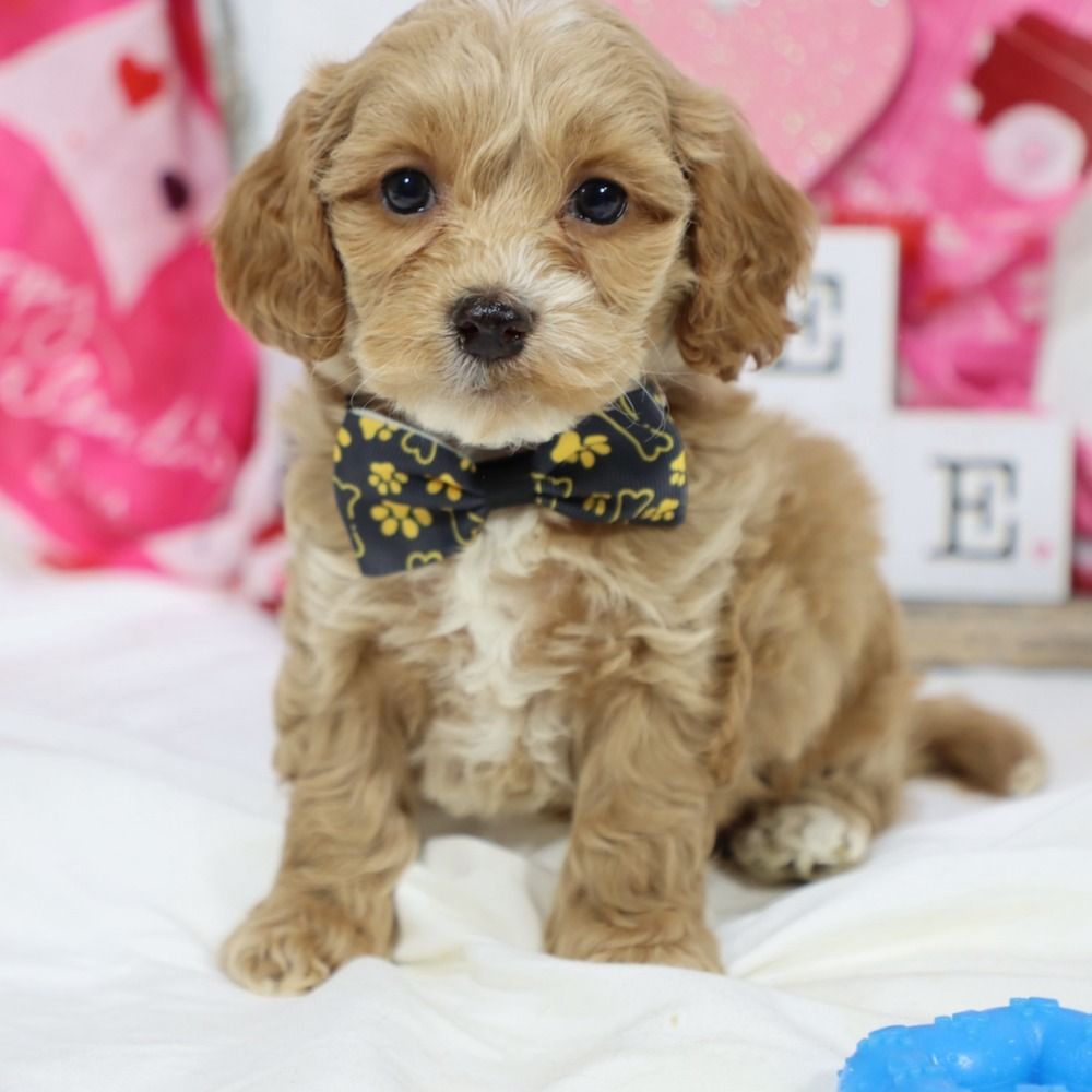 F1b Cockapoo Puppy for Sale in NYC