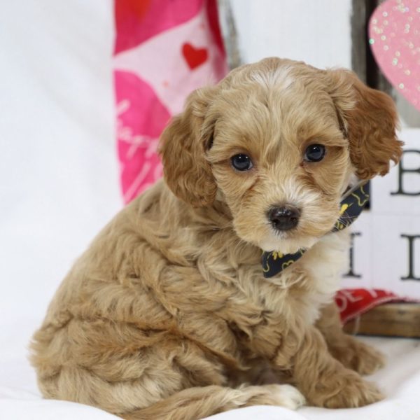 F1b Cockapoo Puppy for Sale