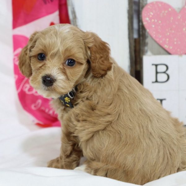 F1b Cockapoo Puppy for Sale