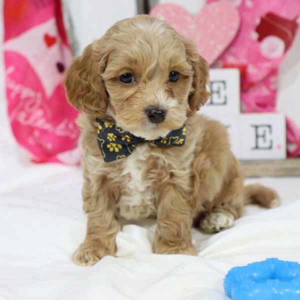 F1b Cockapoo Puppy for Sale