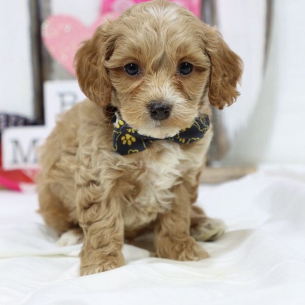 F1b Cockapoo Puppy for Sale