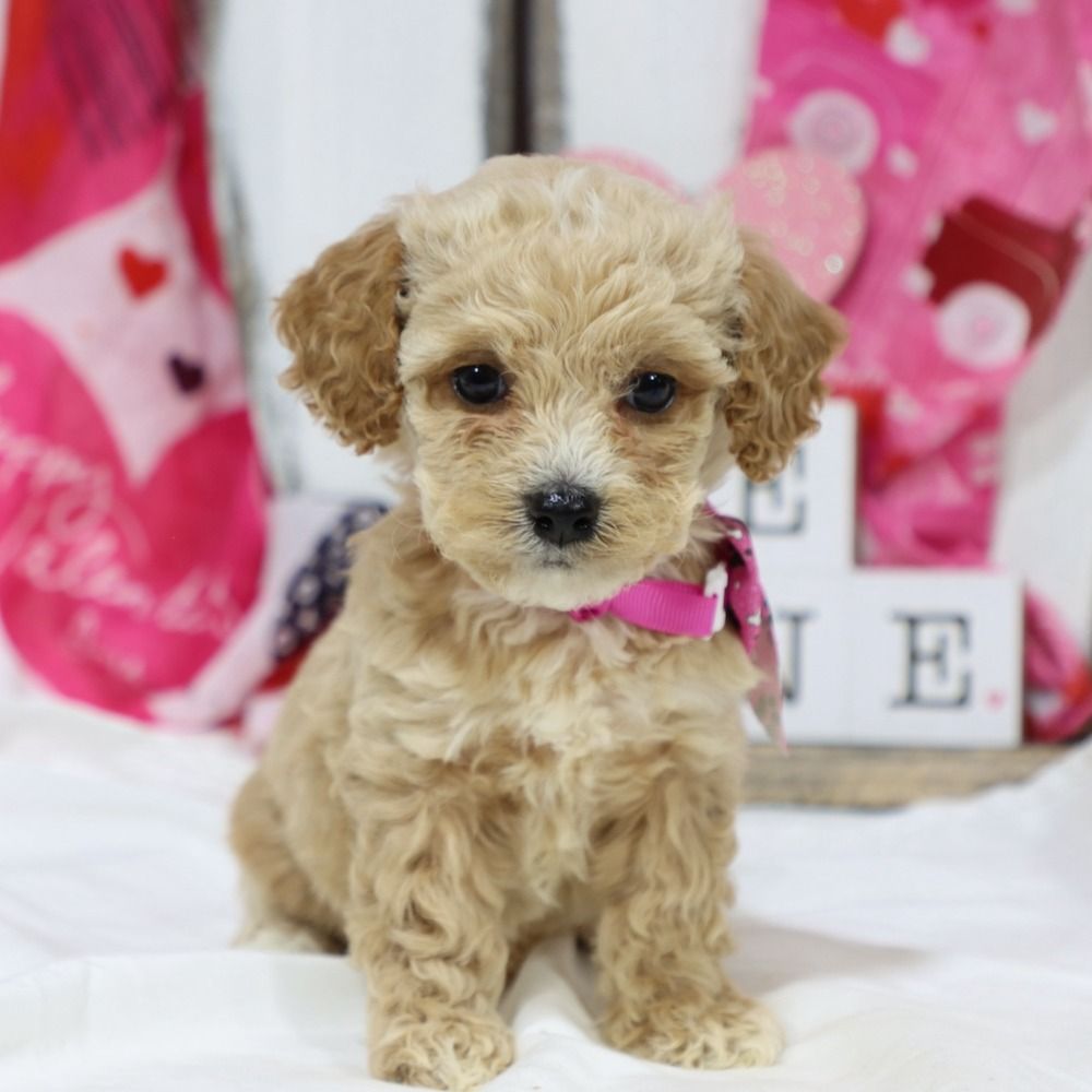 F1b Cockapoo Puppy for Sale in NYC