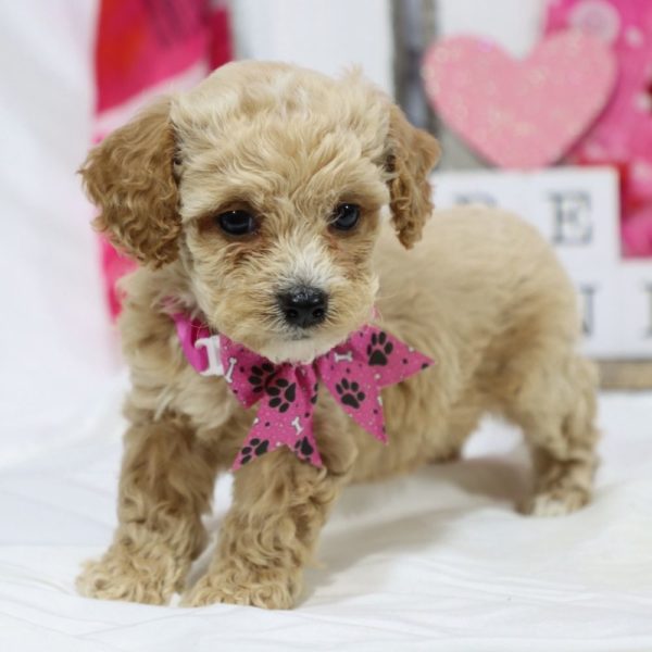 F1b Cockapoo Puppy for Sale