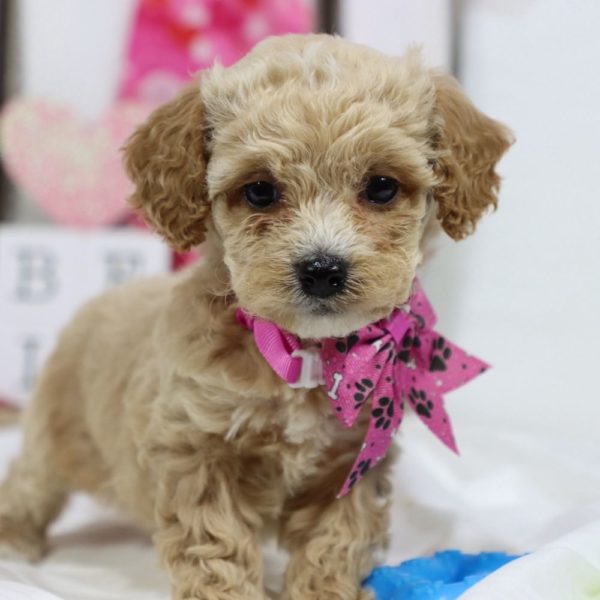 F1b Cockapoo Puppy for Sale