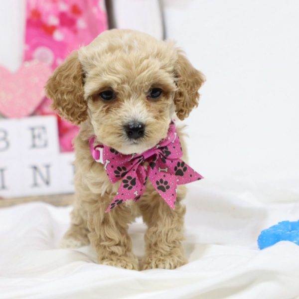 F1b Cockapoo Puppy for Sale