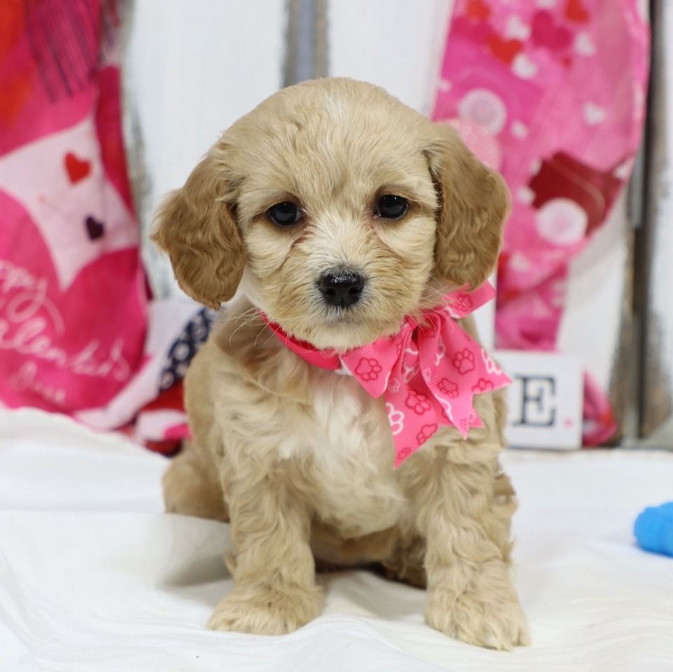 F1b Cockapoo Puppy for Sale in NYC