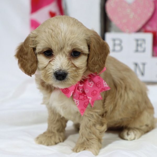 F1b Cockapoo Puppy for Sale