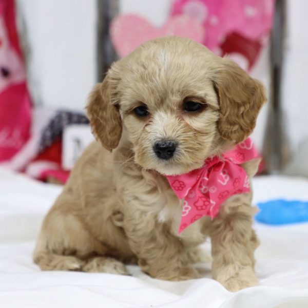 F1b Cockapoo Puppy for Sale