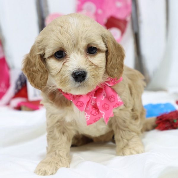 F1b Cockapoo Puppy for Sale