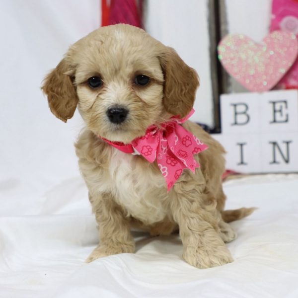 F1b Cockapoo Puppy for Sale