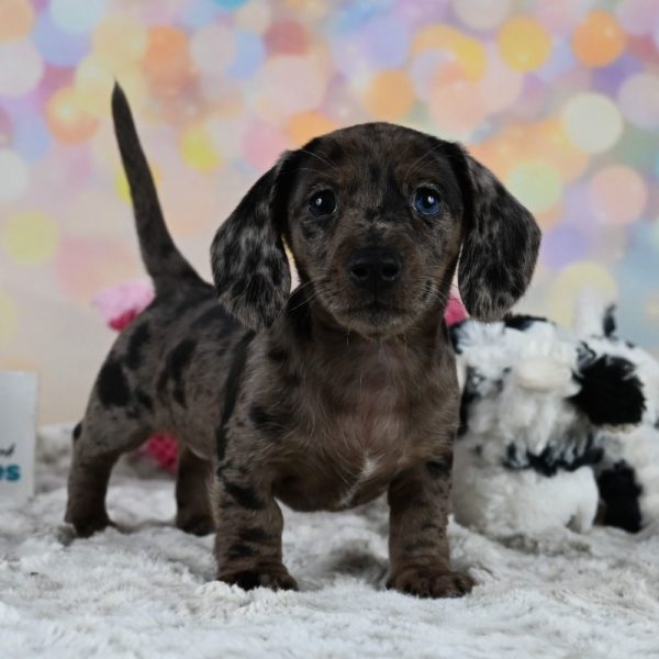 Mini Dachshund Puppy for Sale