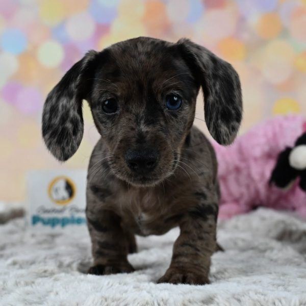 Mini Dachshund Puppy for Sale