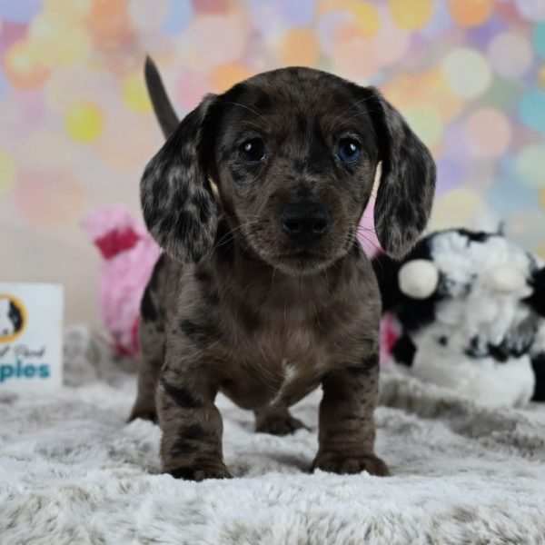 Mini Dachshund Puppy for Sale