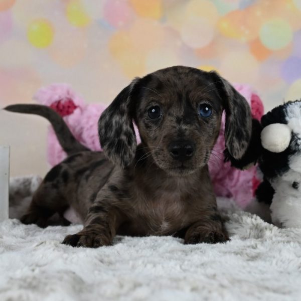 Mini Dachshund Puppy for Sale