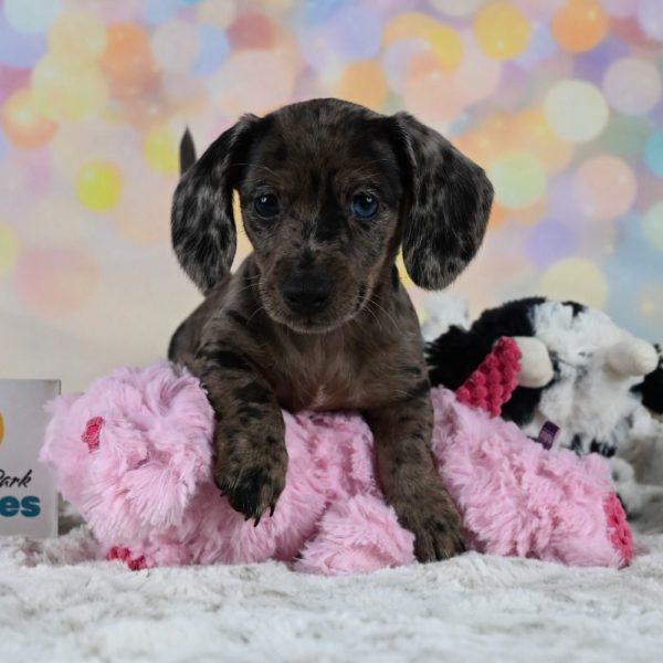 Mini Dachshund Puppy for Sale