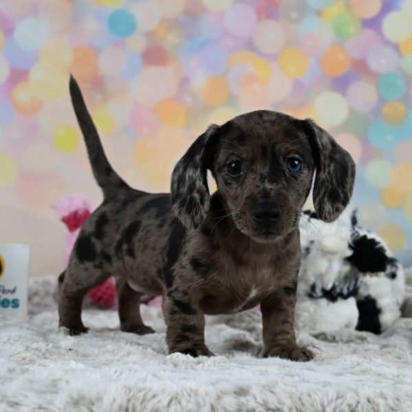 Mini Dachshund Puppy for Sale