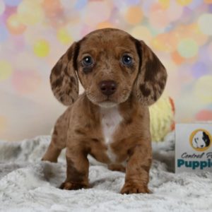 Mini Dachshund Puppy for Sale