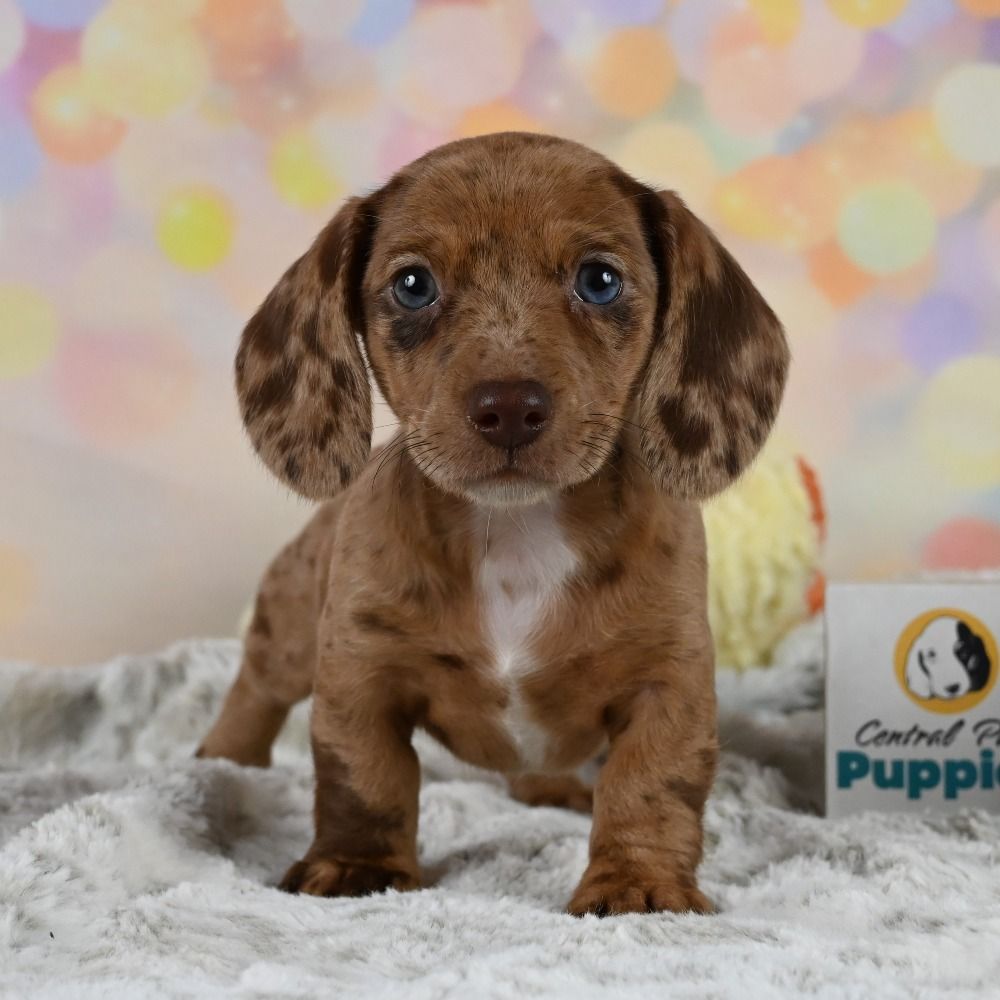 Mini Dachshund Puppy for Sale in NYC