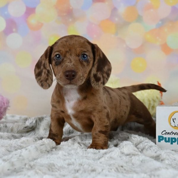 Mini Dachshund Puppy for Sale