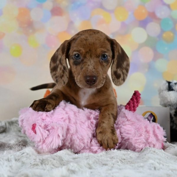 Mini Dachshund Puppy for Sale