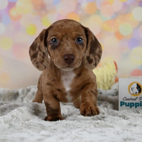 Mini Dachshund Puppy for Sale