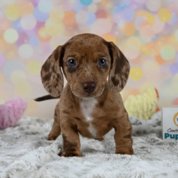 Mini Dachshund Puppy for Sale