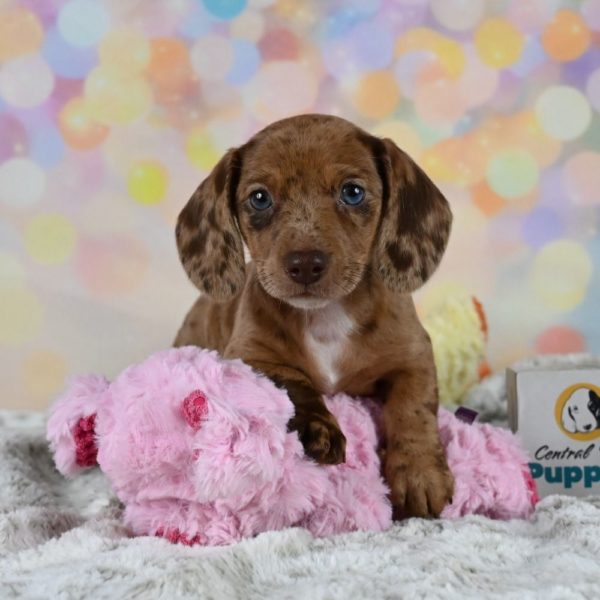 Mini Dachshund Puppy for Sale