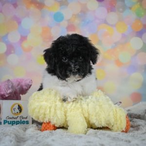 Toy Poodle Puppy for Sale