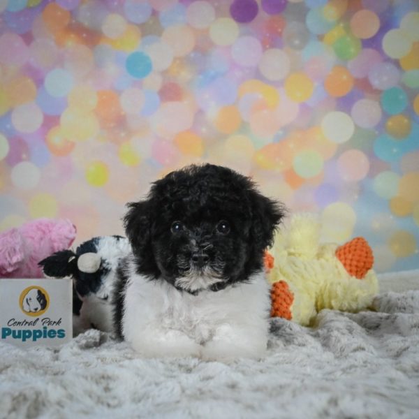 Toy Poodle Puppy for Sale