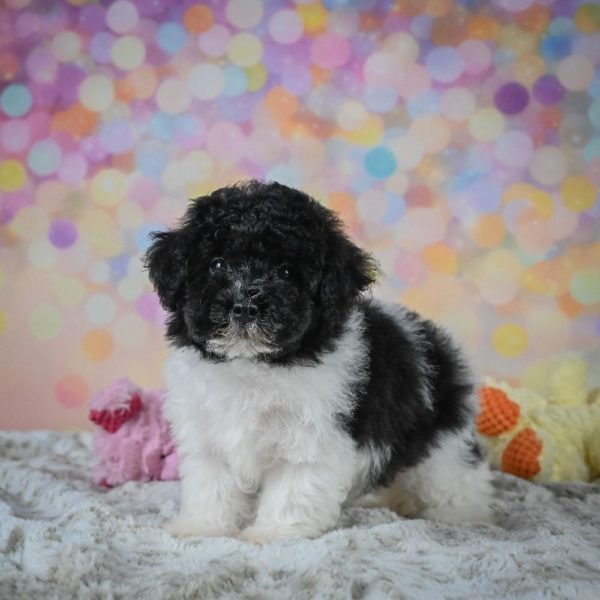 Toy Poodle Puppy for Sale