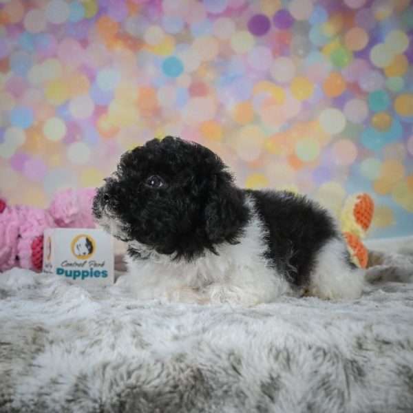 Toy Poodle Puppy for Sale