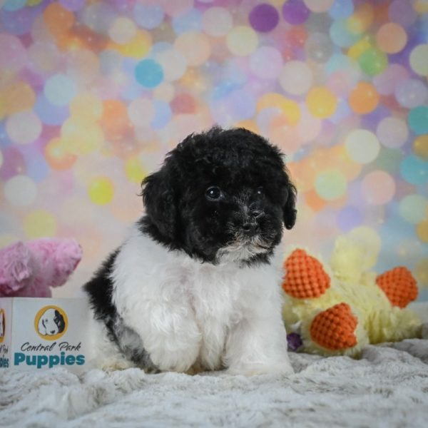 Toy Poodle Puppy for Sale